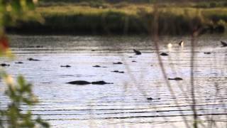 Alligator Mating Calls of the Lowcountry