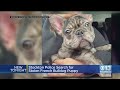 Stockton Police Search For Stolen French Bulldog Puppy Stockton Police Search For Stolen French Bulldog Puppy