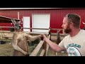 Kangaroo Vs Human Boxing And Arm Wrestling