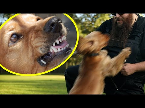 Dog BITES Its Owner! How I Fix It Quickly!