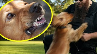 Dog BITES Its Owner! How I Fix It Quickly!