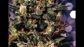 Marijuana- Brian Robbins _The Phish Demo_ [HQ AUDIO]