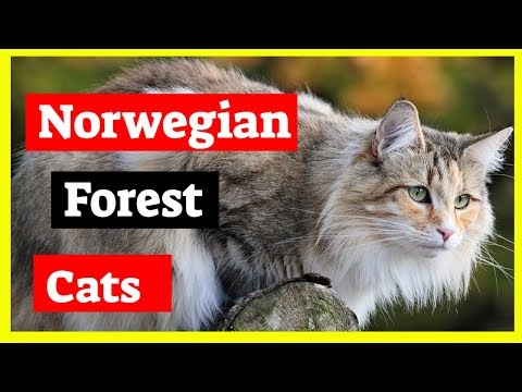 Norwegian Forest Cat - History of Norwegian Forest Cat