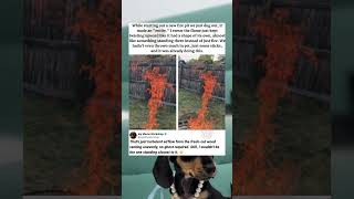 Download lagu This fire pit summoned something 🔥👁️#memes #funny #pets mp3 Download lagu This fire pit summoned something 🔥👁️#memes #funny #pets mp3