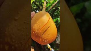 🥭🍑Fresh mango fruits cutting whatsapp status