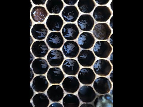 A classic case of Laying Workers