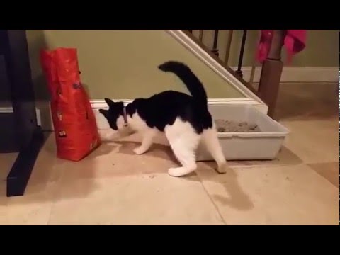 Cat cleans up after itself after spilling some litter