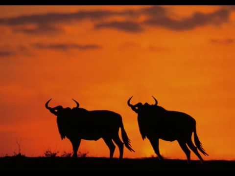 Wildebeest Safari