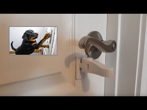 How Prevent Pet From Opening Doors While You Are Away (Door Lever Lock Dog Cat Tuut Product Review)