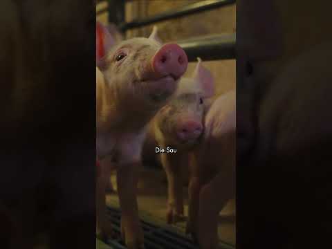 Interview mit einem Ferkelaufzüchter