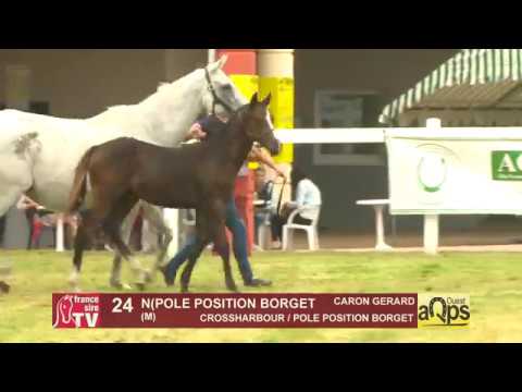 Show AQPS Ouest 2018 : Lot 24 - N(POLE POSITION BORGET 2018)