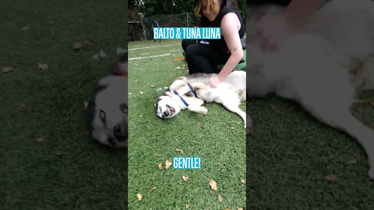 Enlarge Balto, a Adoptable Siberian Husky in Baltimore, MD video 6/6