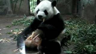 preview picture of video 'The Panda in Hangzhou Wildlife Park,China'