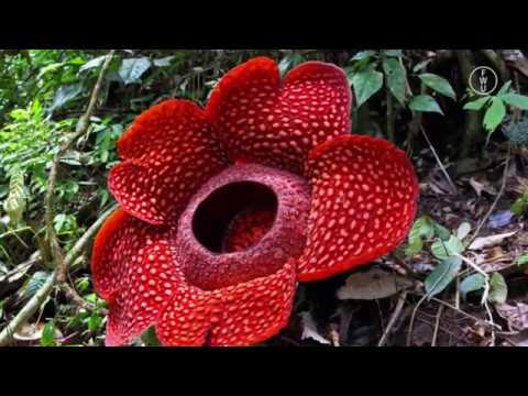 FWU - Biotische Umweltfaktoren: Parasitismus - Trailer