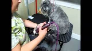 Part 1 Grooming the Matted & Fear Aggressive dog - Health Focus Part 1 of 2