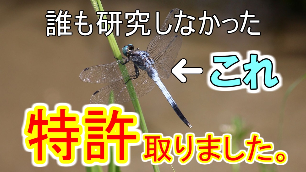 【ゆっくり解説】#50 シオカラトンボ～謎の白い粉～