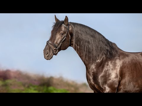 Horse for Sale |  Baroque Black Beauty - amateur friendly Lusitano stallion (REF#578)