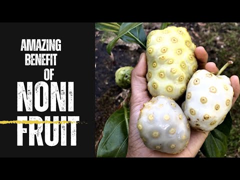 10 Health Benefits of Noni Fruit You Need to Know