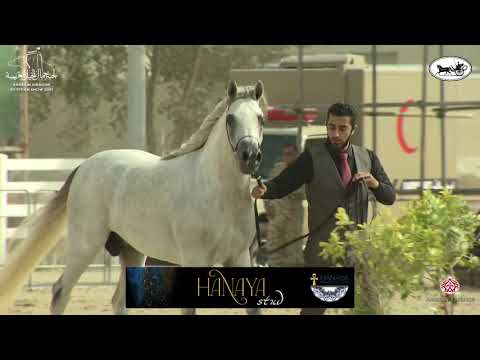 N 37 NASEEM AL MANAMA   1st Bahrain Straight Egyptian Show 2021   Colts 3 Years Old Class 7