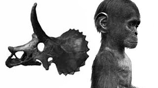 Ontogeny and Neoteny