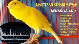 Download lagu Masteran Kenari Isian Super Mewah!!!!! || lovebird prenjak ciblek sikatan londo blackthroat mp3 Download lagu Masteran Kenari Isian Super Mewah!!!!! || lovebird prenjak ciblek sikatan londo blackthroat mp3
