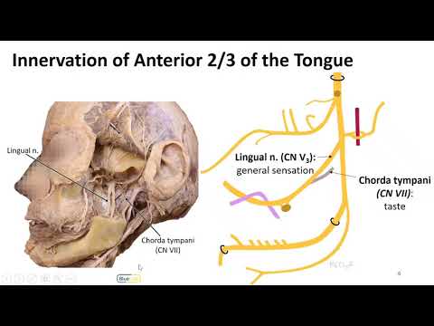 Infratemporal Fossa LO - Tongue Innervation