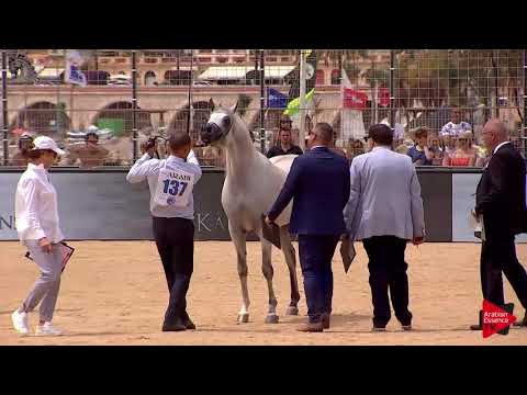 N.137 ES SARAB - Menton 2018 - 4-7 Years Old Stallions (Class 9)