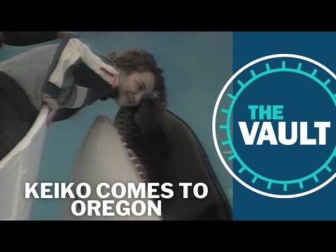 Keiko’s journey from captivity to the Oregon Coast | KGW Vault