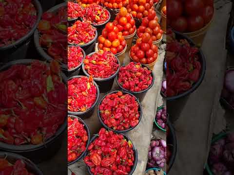#tomatoes #pepper #farming