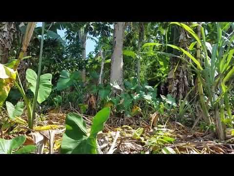 Bitter Wood 🌳 Health Benefits that you should Know About . part 2