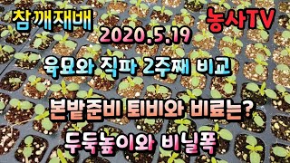 참깨재배, 본 밭준비 퇴비와 비료양은? 아주심기 시 최대의 적 거세미나방애벌레 제거 방법, 육묘와 직파 2주…