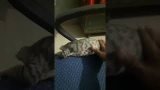 Bengal Cats Videos