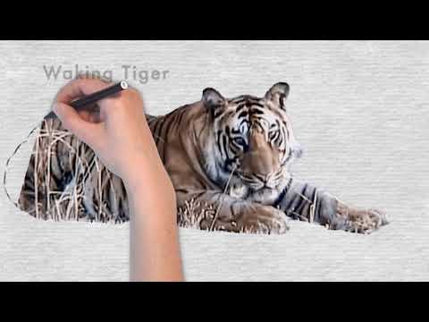 Water for Bandhavgarh's Tigers - Reducing Conflict