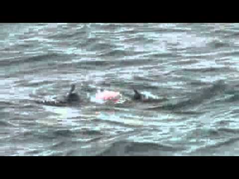 Police rescue tangled turtle