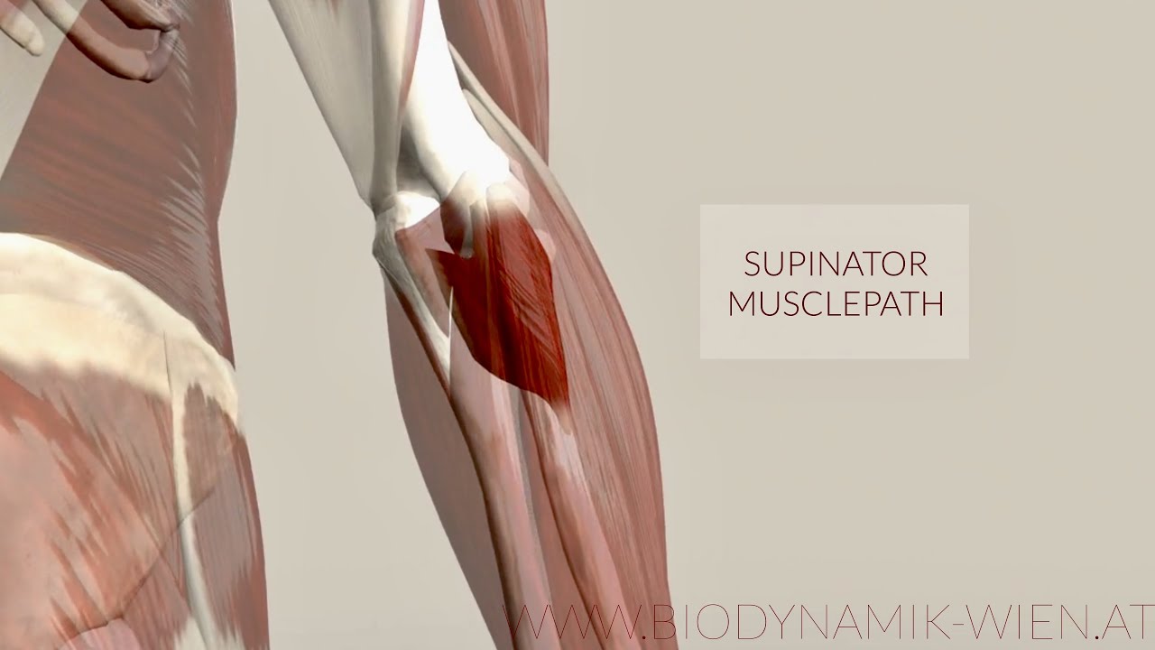 Supinator  Muscle: Musclepath, Origin, Insertion (3D Animation)