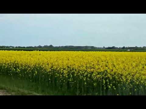 Polja oljne ogrščice na ravnicah Prlekije in Prekmurja