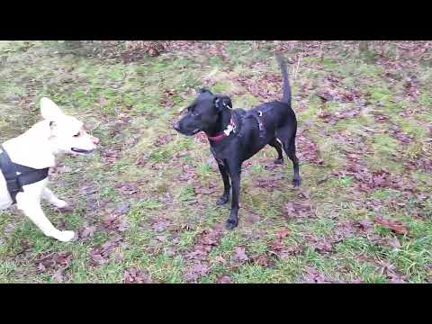 Labrador spielt mit Ca de Bestiar
