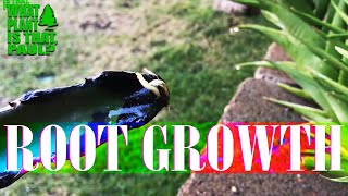 Promoting DRAGON FRUIT CUTTING Root Growth Strategies ( 5 WEEKS LATER )