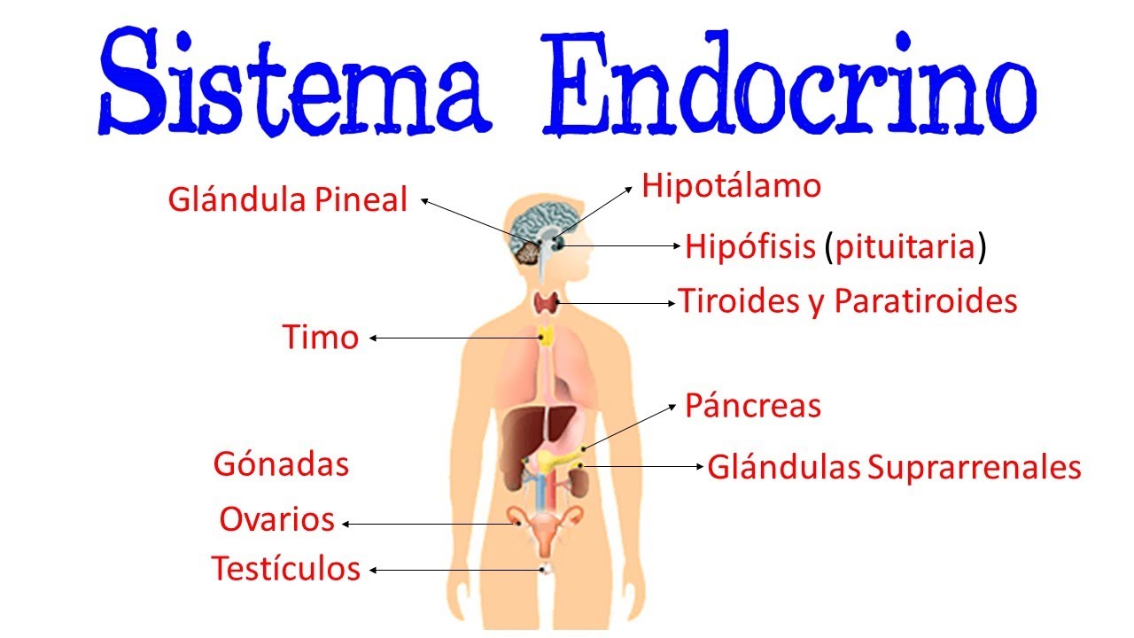 🌐 Sistema Endocrino / Glándulas / Hormonas 💫 [Fácil y Rápido] | BIOLOGÍA |