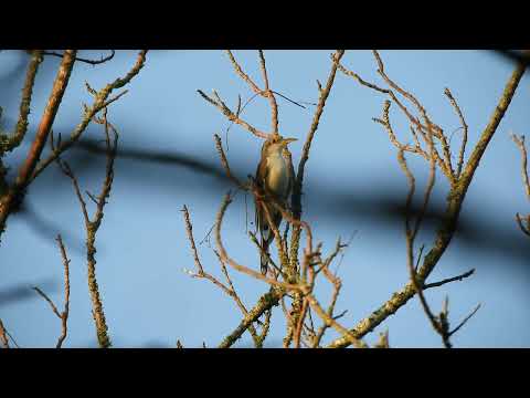 Cuclillo Pico Amarillo (Coccyzus americanus) - Santurce, Santa Fe 28/12/2025