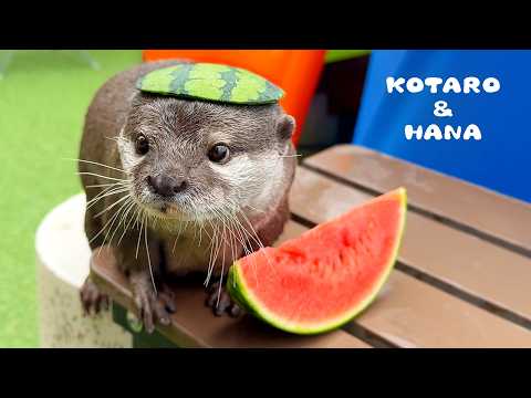 Otter hassen Sommerfrüchte... außer dieser hier!