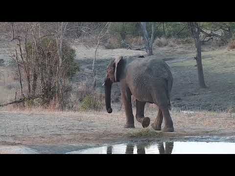 Djuma: Two different small groups of Elephants - 16:52 - 09/28/21