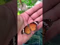 #butterfly