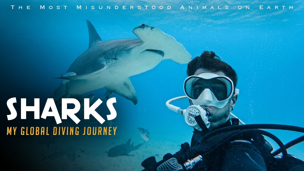 SHARKS