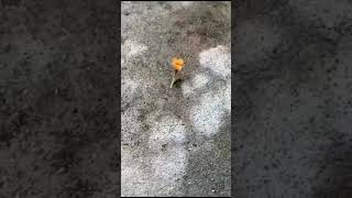 ВЛАДИМИР ЖДАМИРОВ - А я несу тебе цветы | Насекомые, они ведь, как люди и тоже любят Шансон.