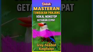 Download lagu 🔥 Tembakan Panjang! Grey-headed Kingfisher–Vokal Nonstop, Getaran Cepat | Masteran Gacor dari Afrika mp3 Download lagu 🔥 Tembakan Panjang! Grey-headed Kingfisher–Vokal Nonstop, Getaran Cepat | Masteran Gacor dari Afrika mp3