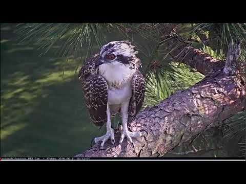 Savannah Osprey Cam ~ Little 3's Close ups, Fledge Day & Return Home, June 21, 2019