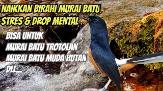 Download lagu Terapi murai batu stres drop mental - terapi air untuk murai batu stres agar gacor mp3