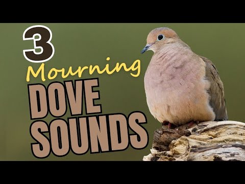 3 Mourning Dove Sounds & What They Mean