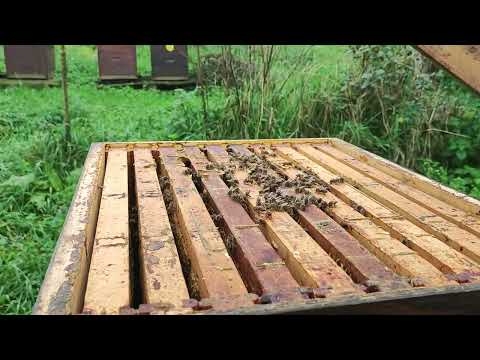 Pčele se pomalo pozicioniraju u klupko